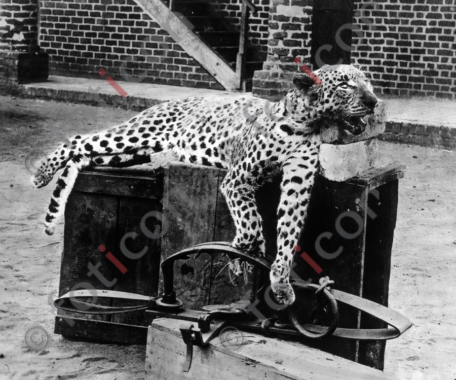 Leopard | Leopard - Foto foticon-simon-192-046-sw.jpg | foticon.de - Bilddatenbank für Motive aus Geschichte und Kultur